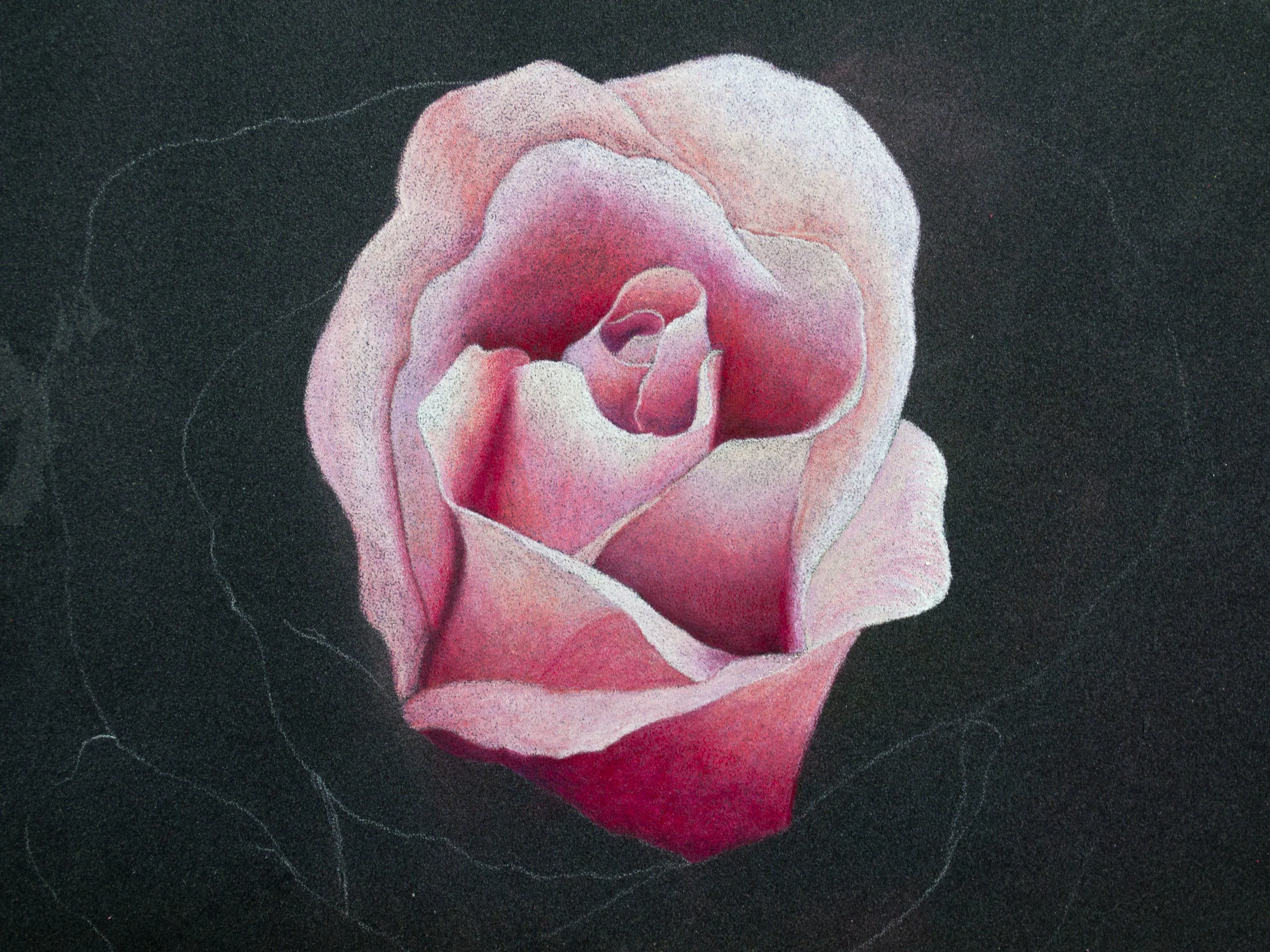 Derwent Artist Rose Image 5.jpg