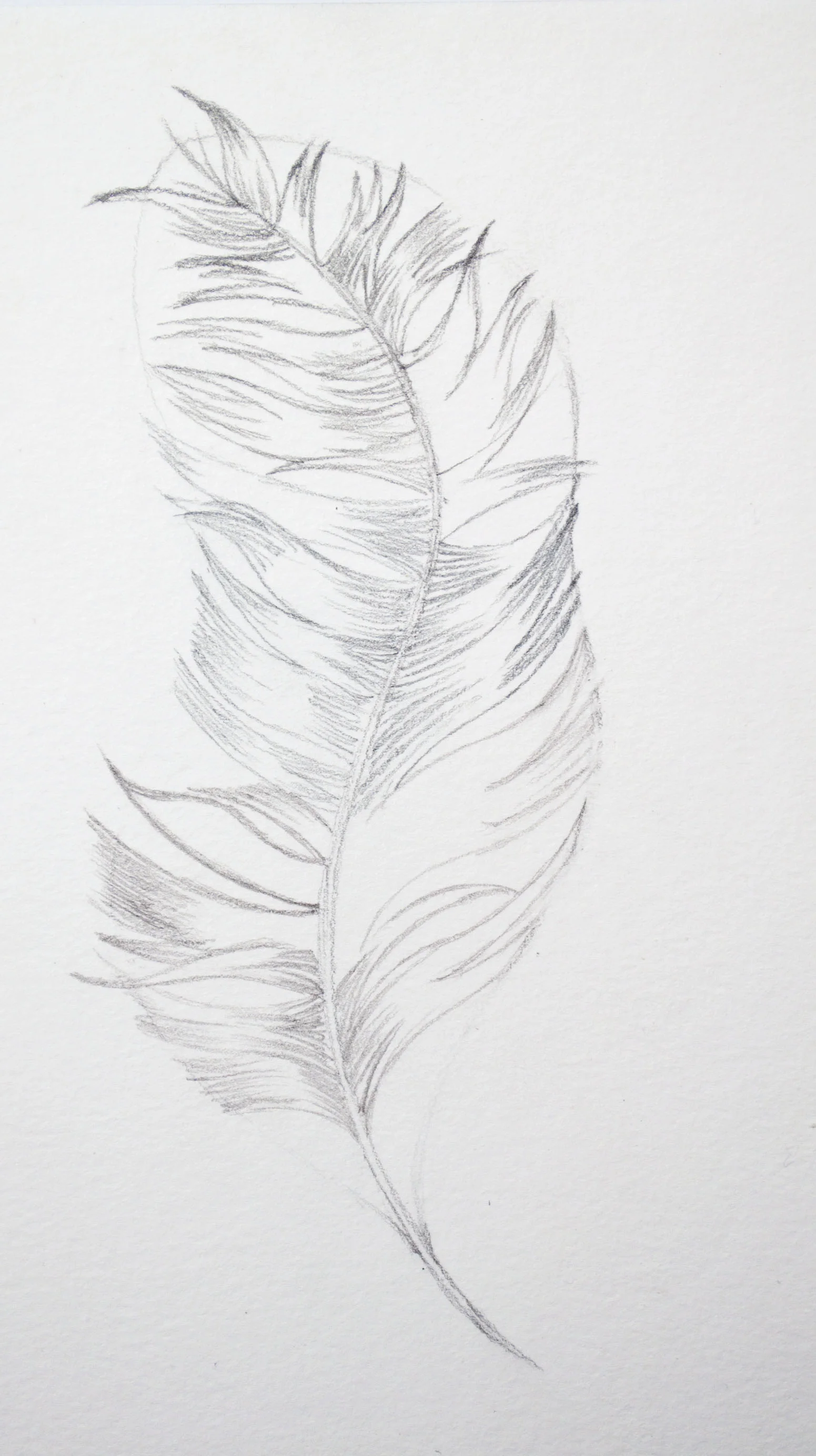 Caran Dache Feather Image 5.jpg
