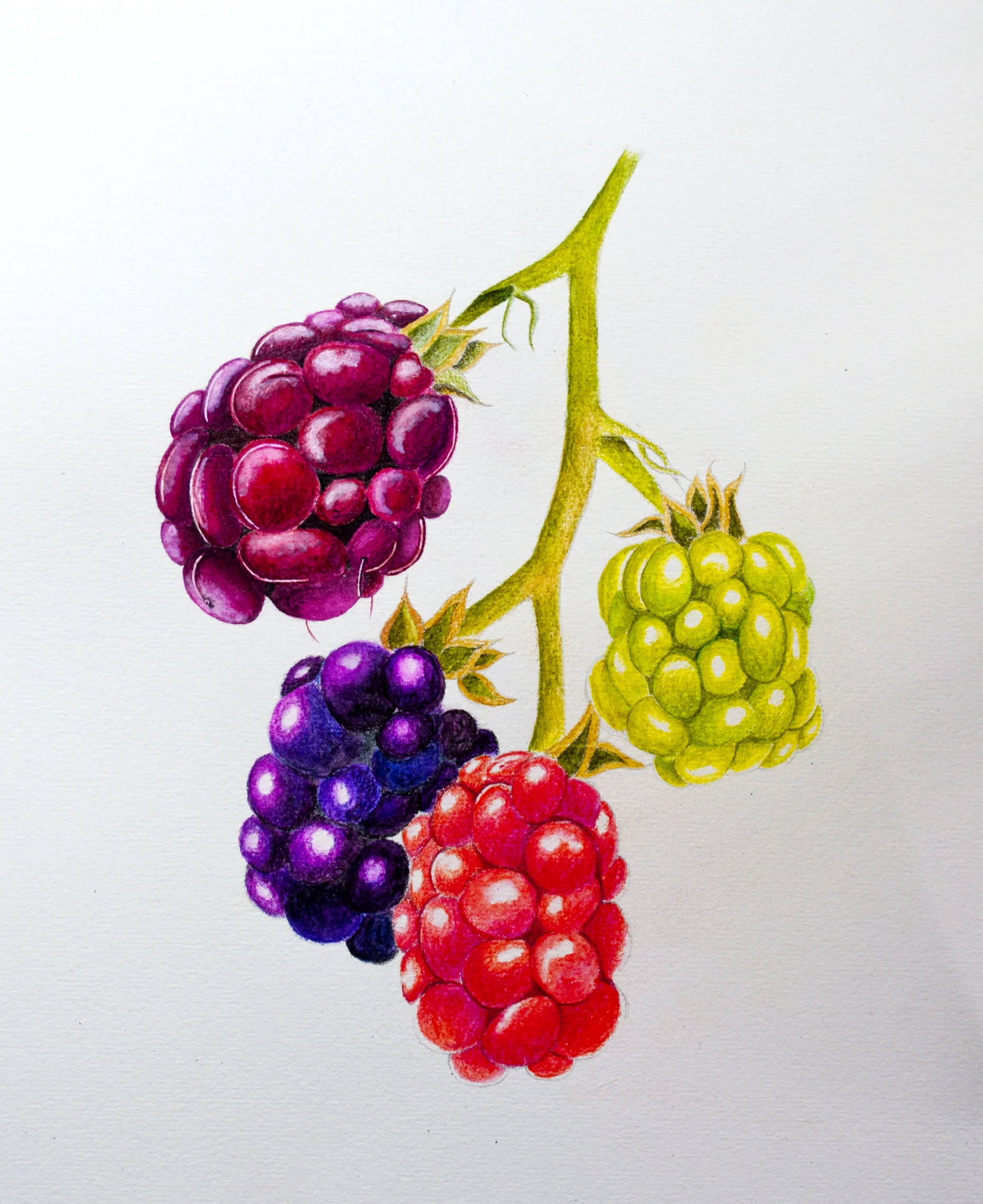Arteza Botanical Image 3.jpg