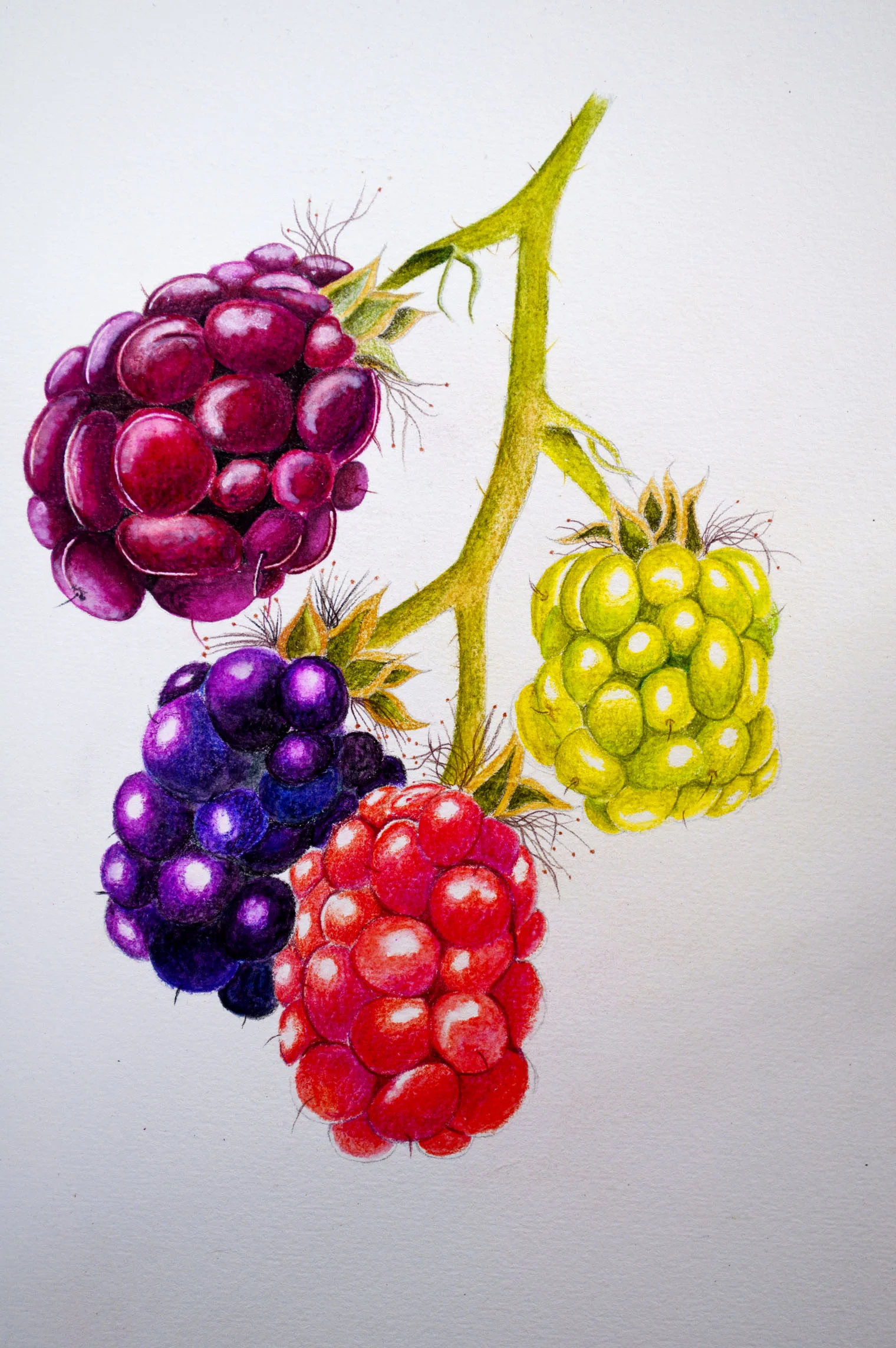 Arteza botanical image 4.jpg