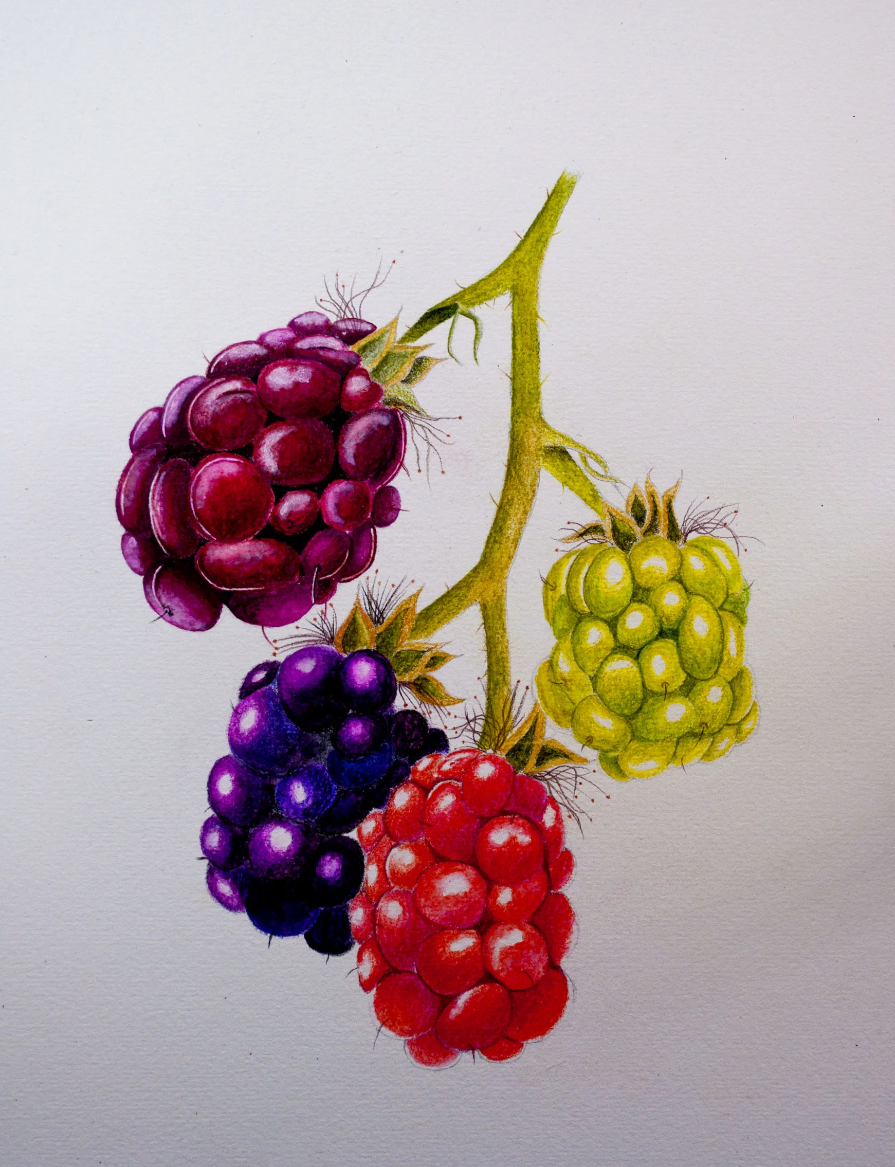 Arteza Botanical Final Image.jpg