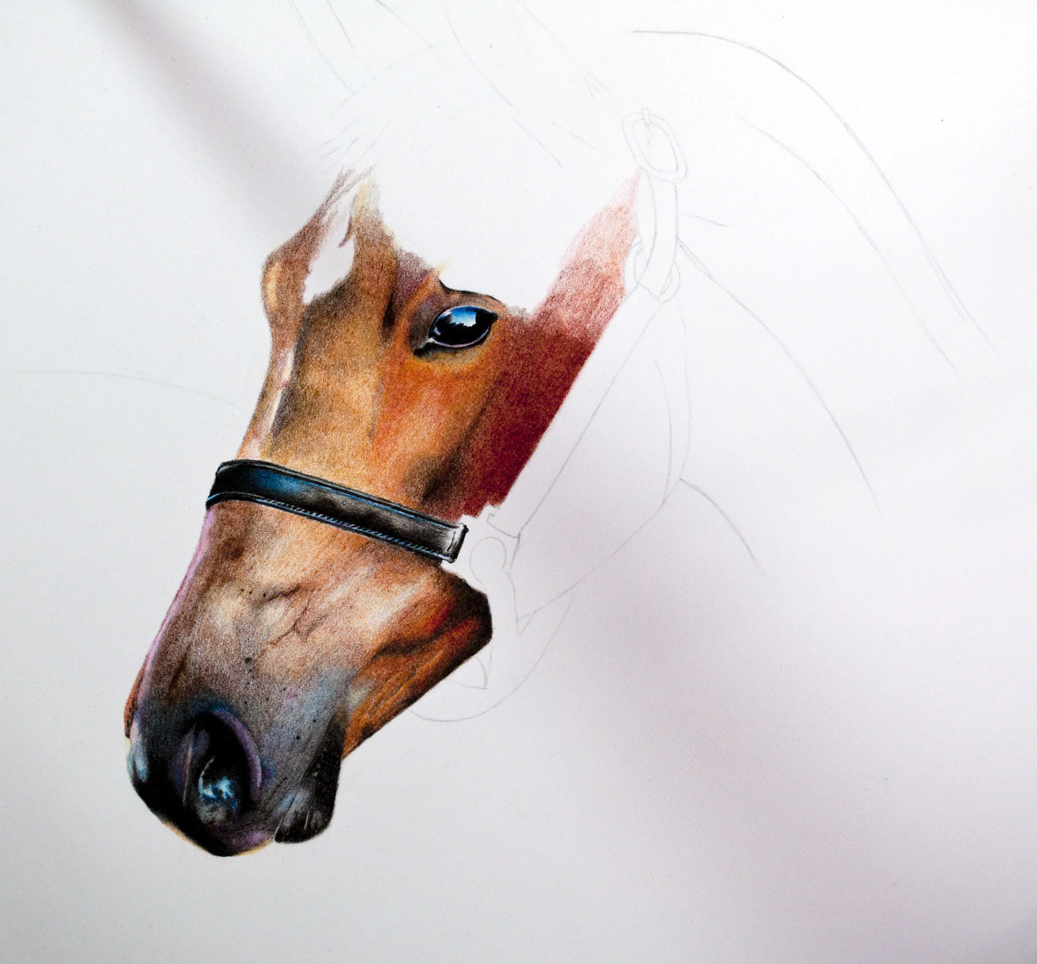 SF Horse Speed Drawing image 6 .jpg