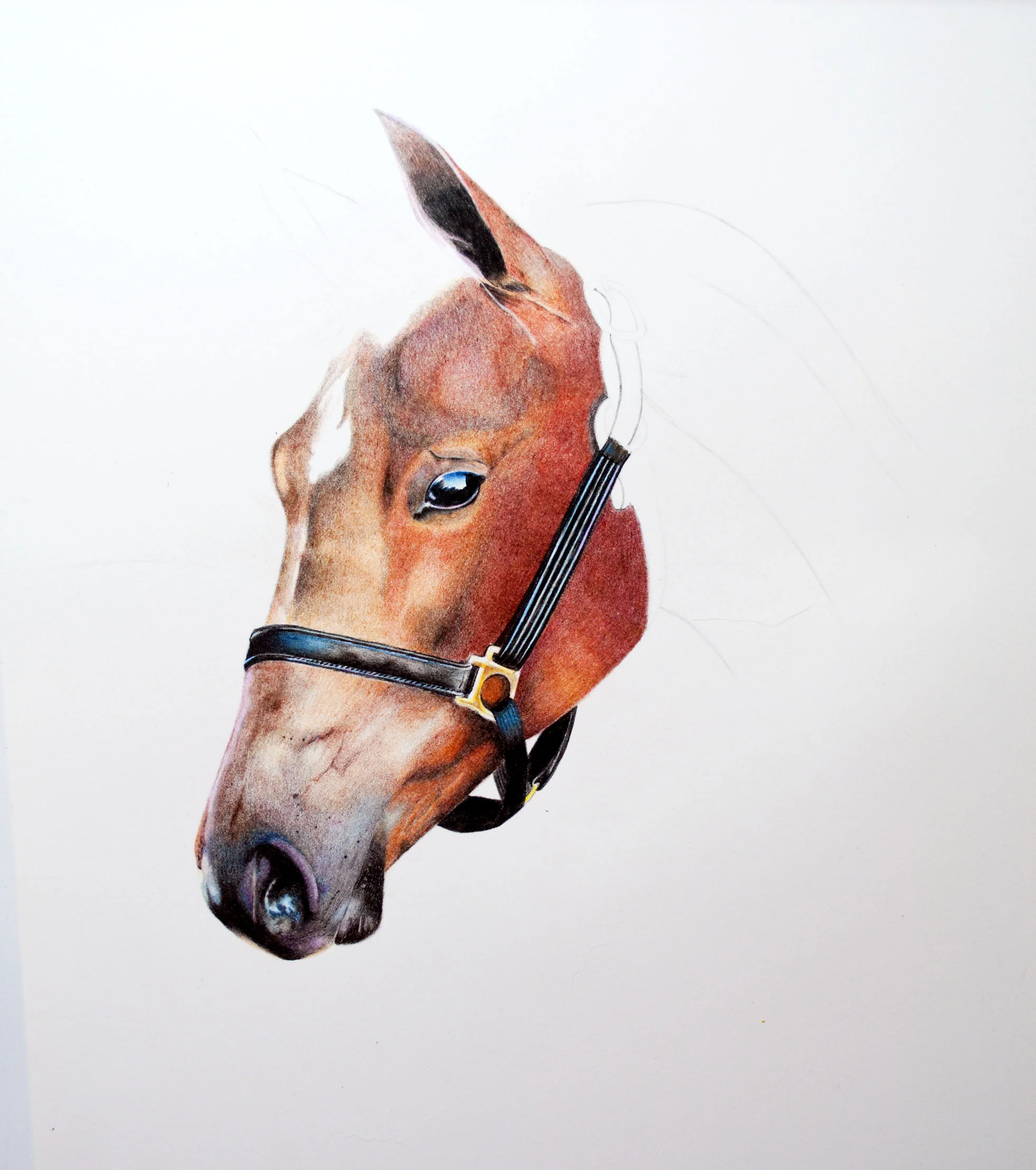 Horse Image 8.jpg