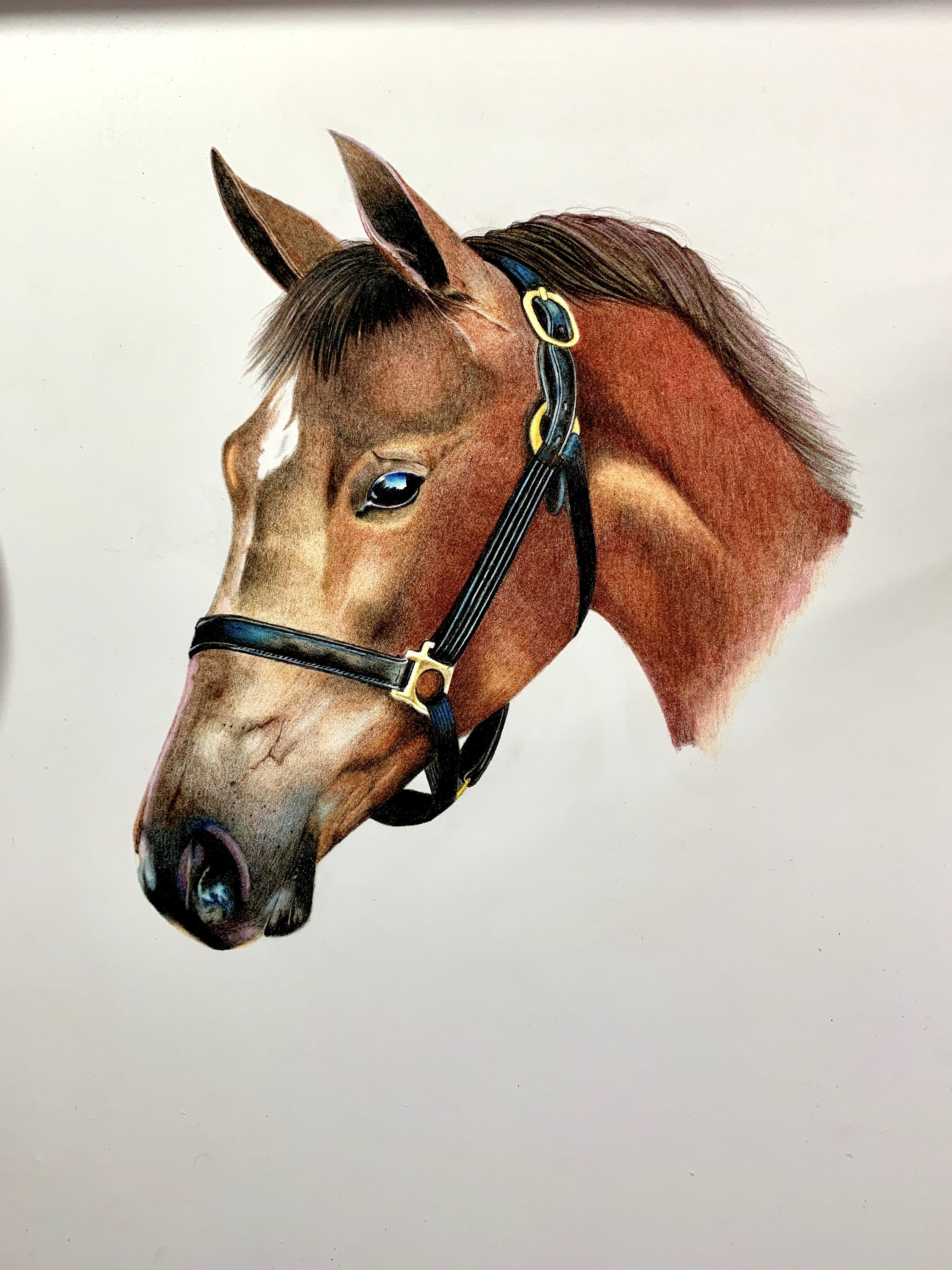 Schpirerr Farben Colored Pencil Speed Drawing Of Horse 