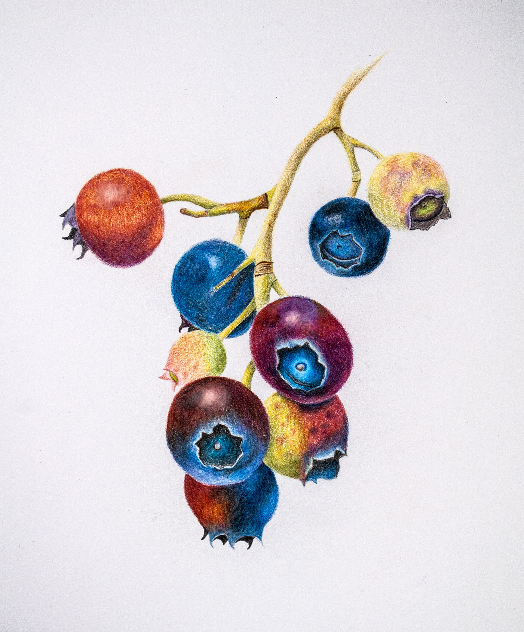 Botanical Art Work With Bruynzeel Expression Coloured Pencils