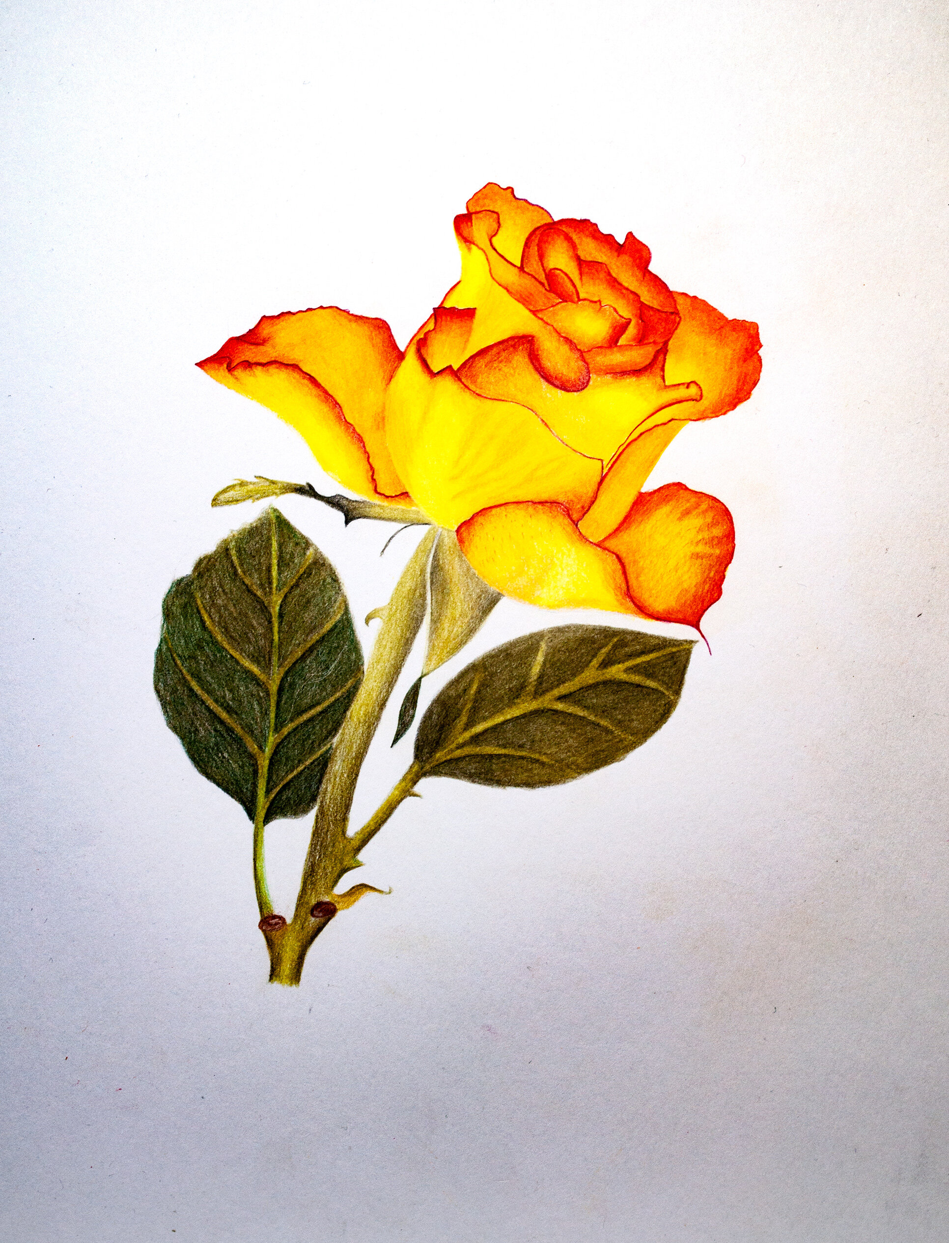 Swisscolor Water Resistant Botanical Art Work