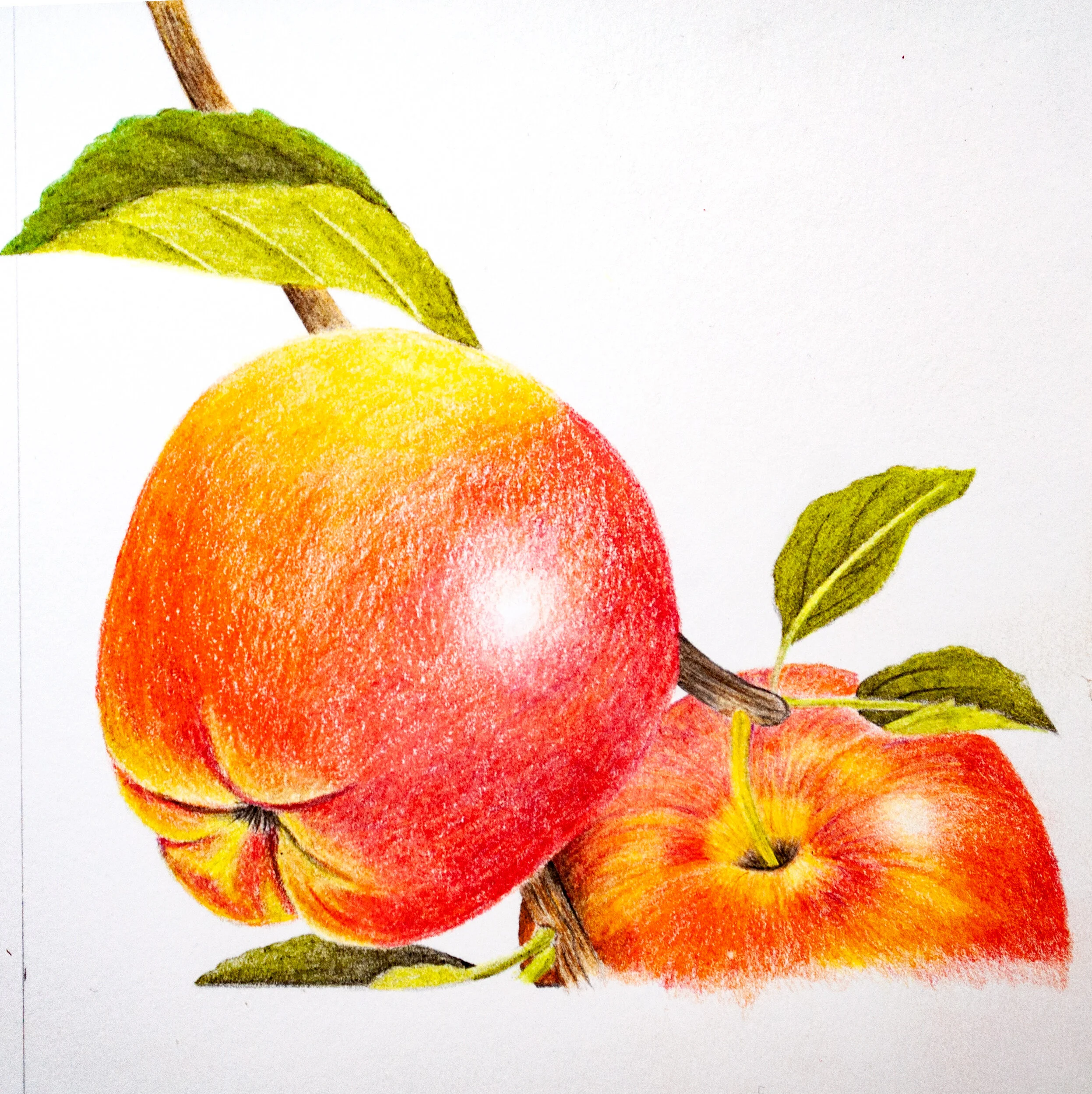 Botanical Artwork With WH Smith Coloured Pencils