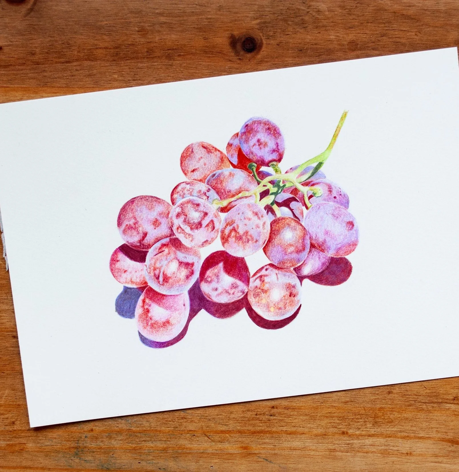 Phoenixcolor Colored Pencils Botanical Artwork Images