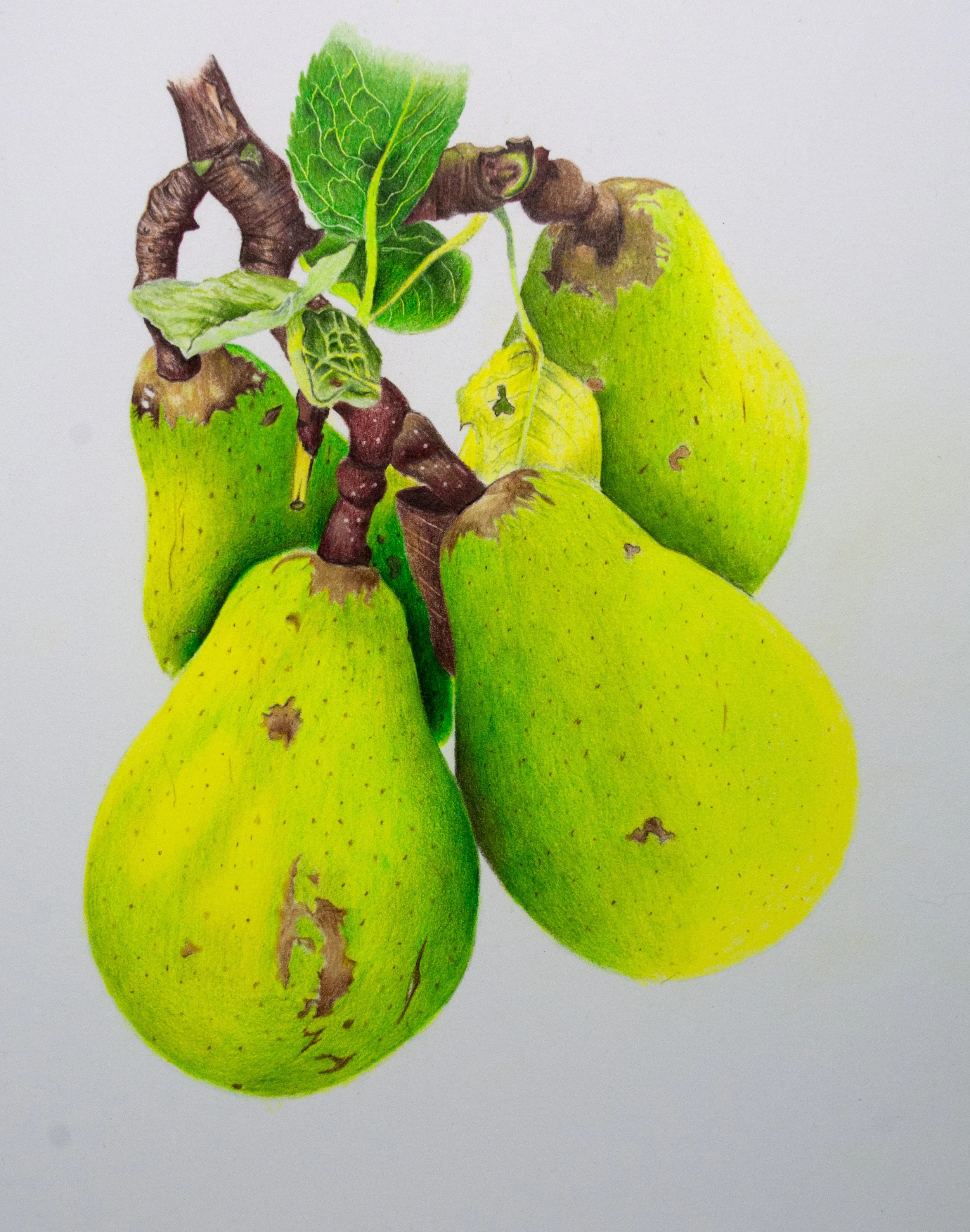 Botanical Artwork Demonstration With Meeden Colored Pencils 
