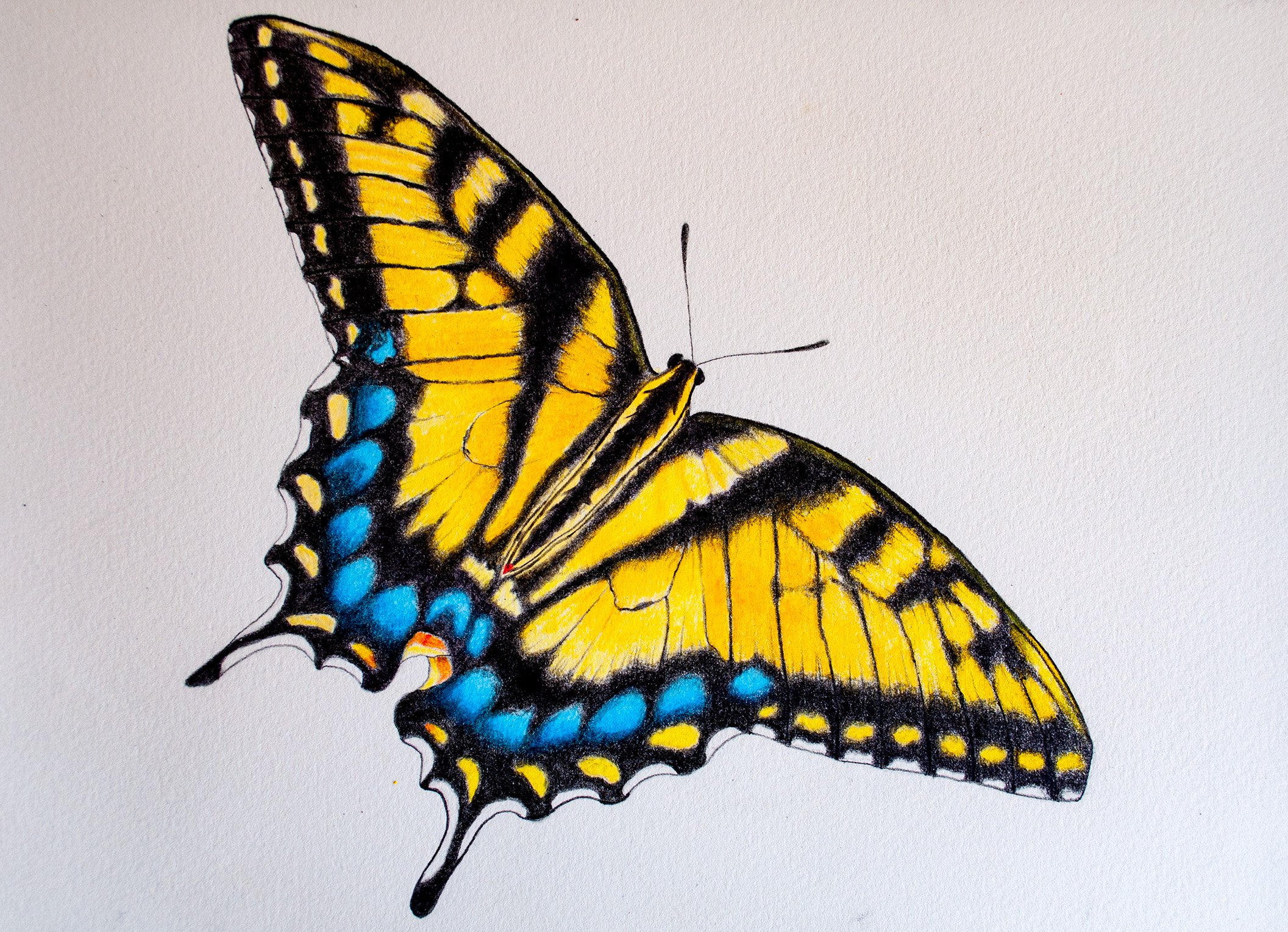 Pink Morpho Butterfly Colored Pencil Drawing by leiriin on DeviantArt