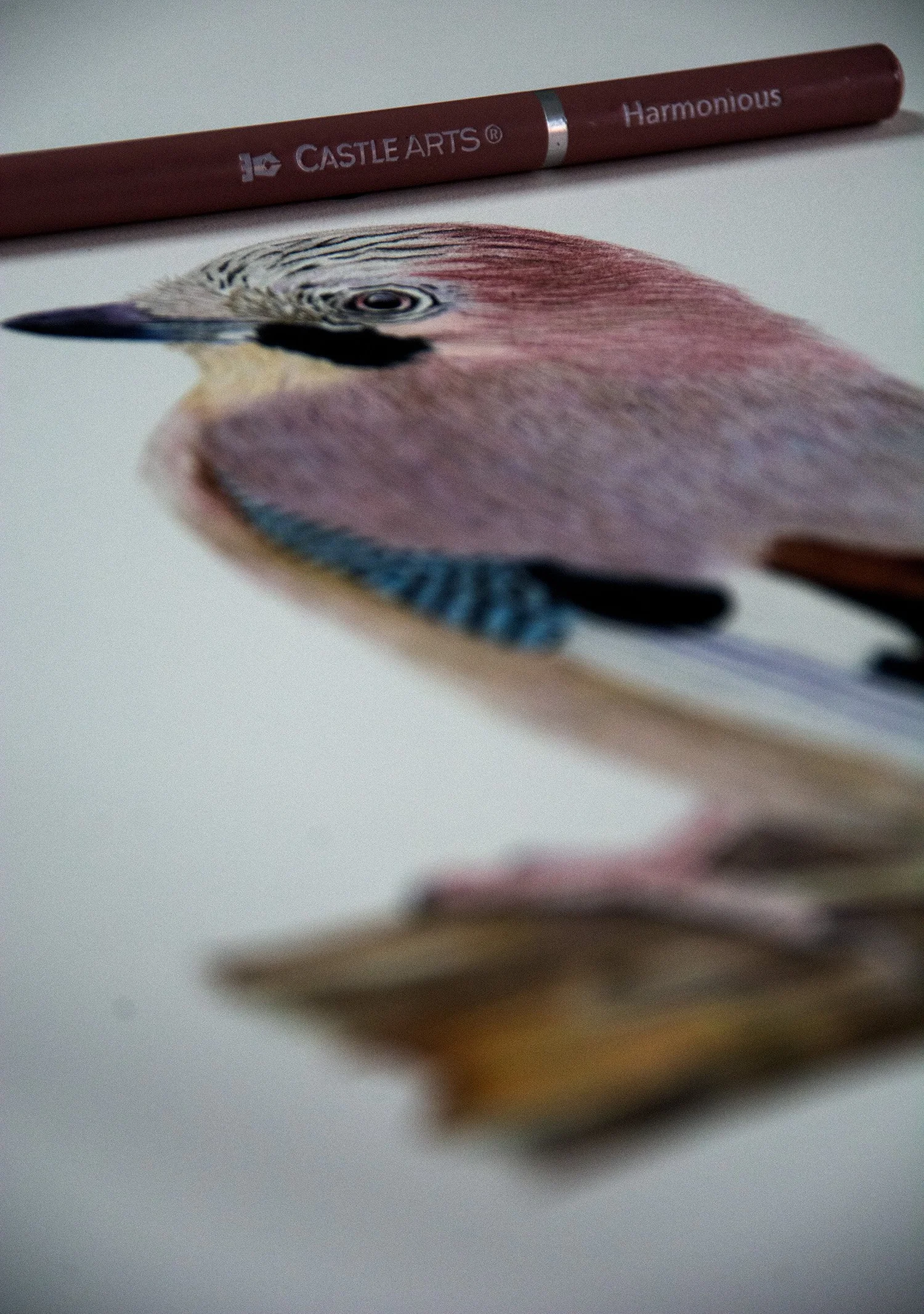 The New Castle Arts Harmonious Coloured Pencils Artwork Eurasian Jay