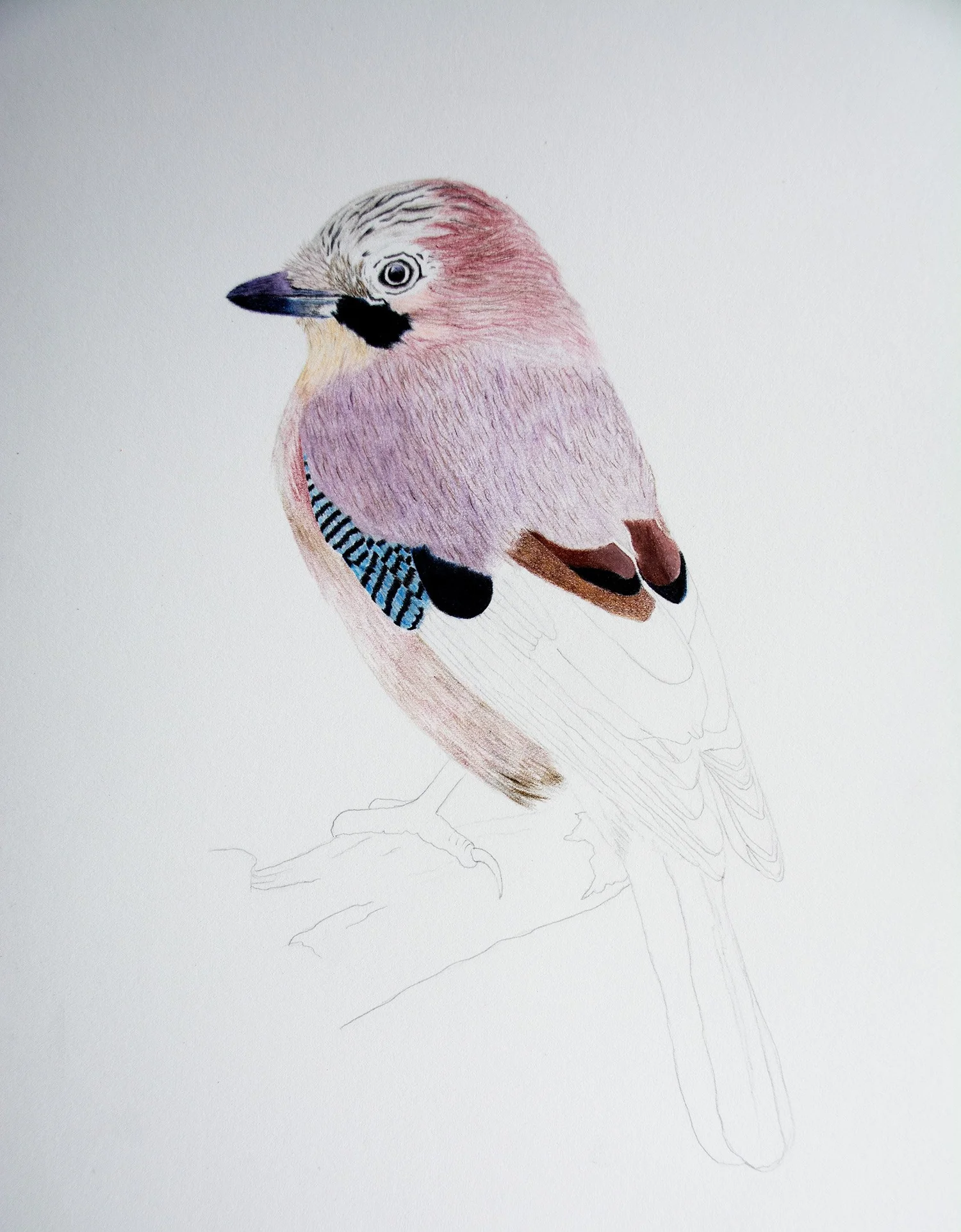 The New Castle Arts Harmonious Coloured Pencils Artwork Eurasian Jay