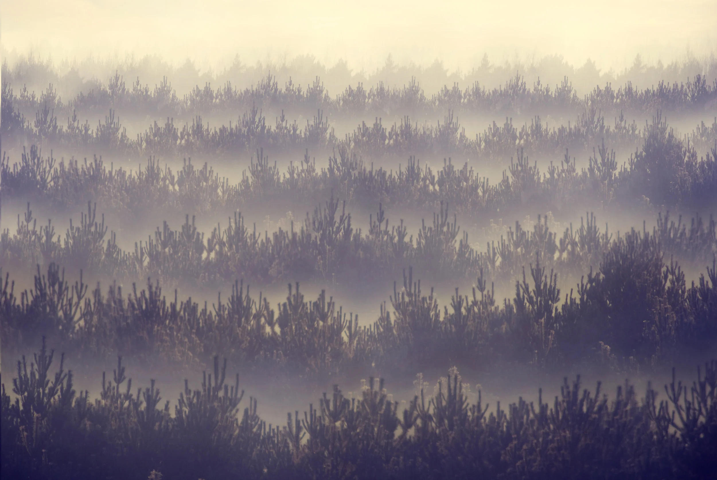 hipster trees.jpg