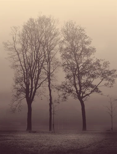 Trees in the Mist 4.jpg