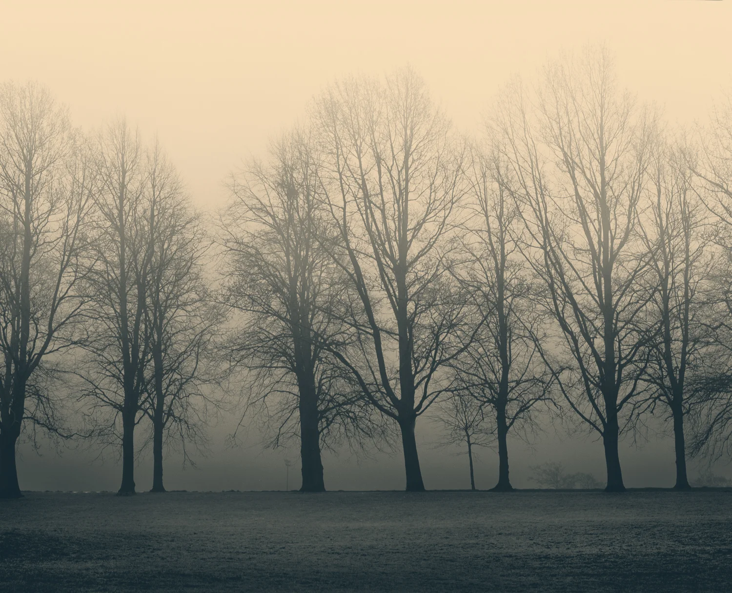 Trees in the Mist.jpg
