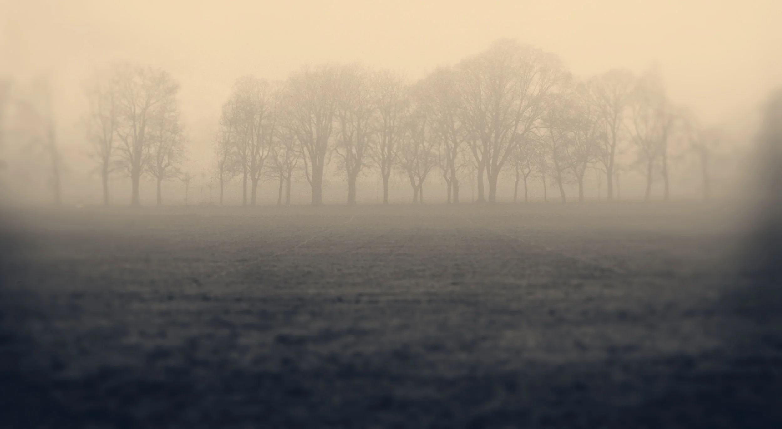 Trees in the Mist 6.jpg