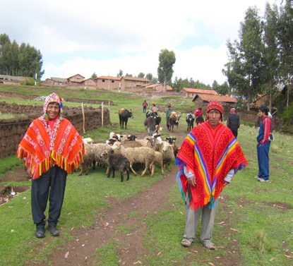 Wayllarcocha sheep young alberto.jpg