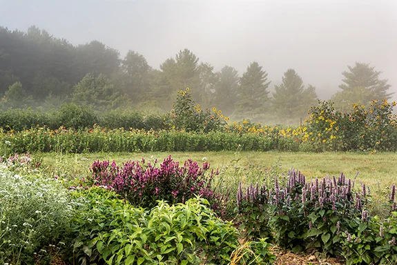 New Leaf Farm We get seasonal produce from Mike & Ellen just over the state boarder in New Lebanon. www.newleaffarm.com Address: Crystal Spring Dr, New Lebanon, NY 12125 Phone: (518) 794-0084