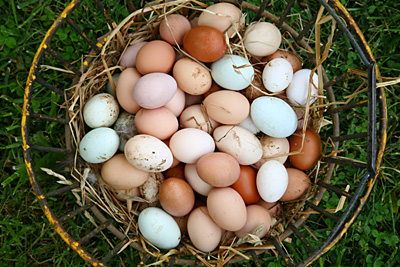 TOM GARDNER Living just up the road, this gentleman farmer provides us with weekly deliveries of farm fresh eggs available for purchase in the cafe.