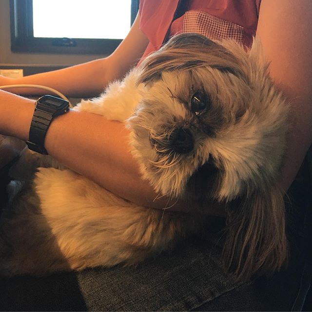 Working dog.