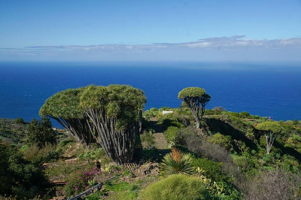 dragon trees2.jpg
