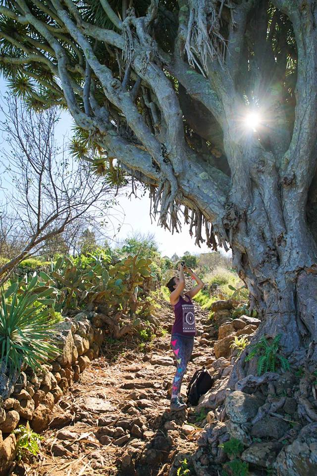 dragontrees.jpg