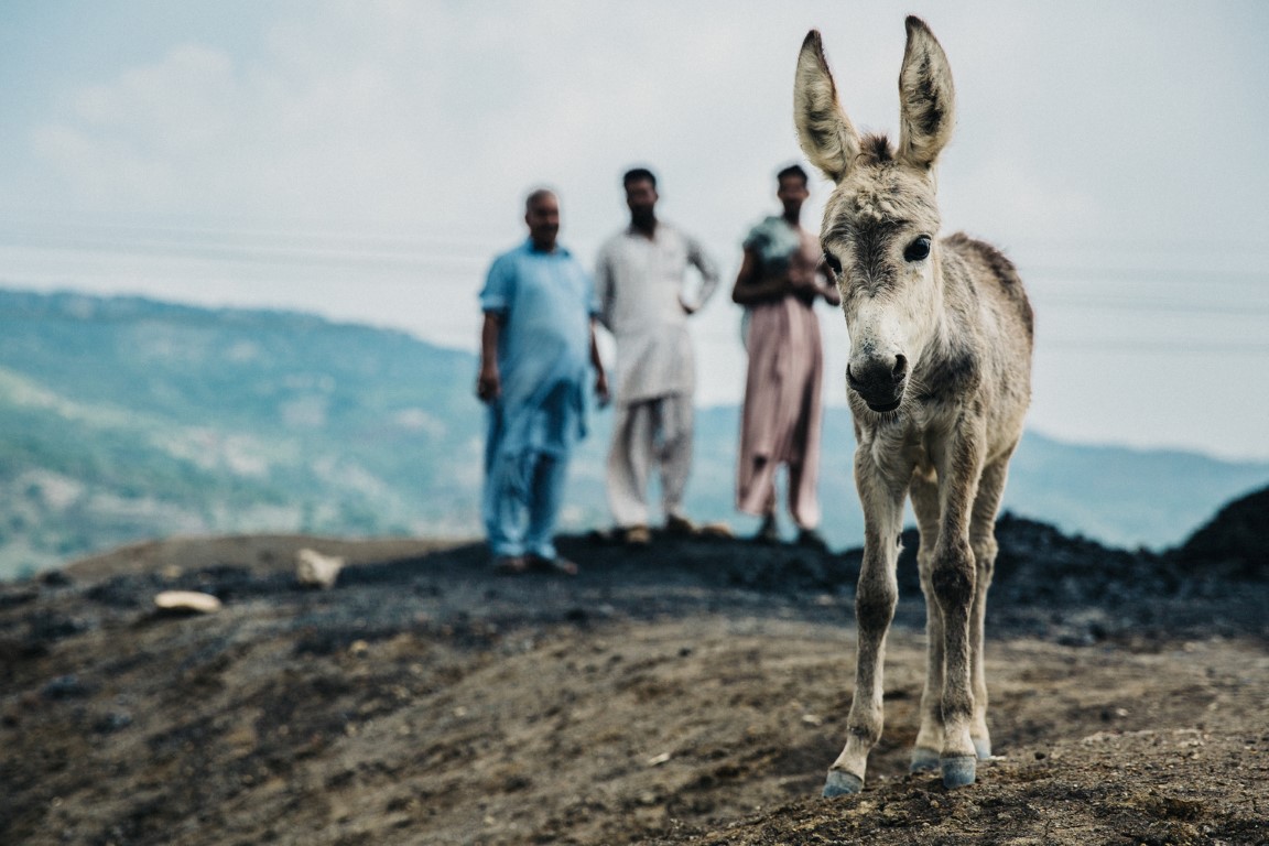Please help Brooke help this little guy! © Freya Dowson – Brooke