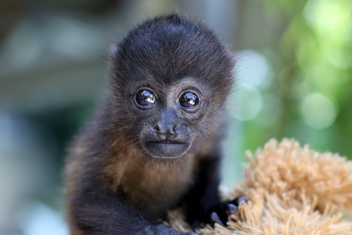 © Laura Wilkinson | Refuge for Wildlife
