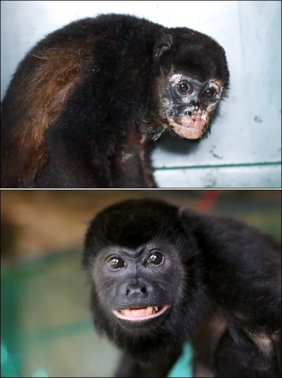 Bernie after an electrocution and after time in recovery at the Refuge