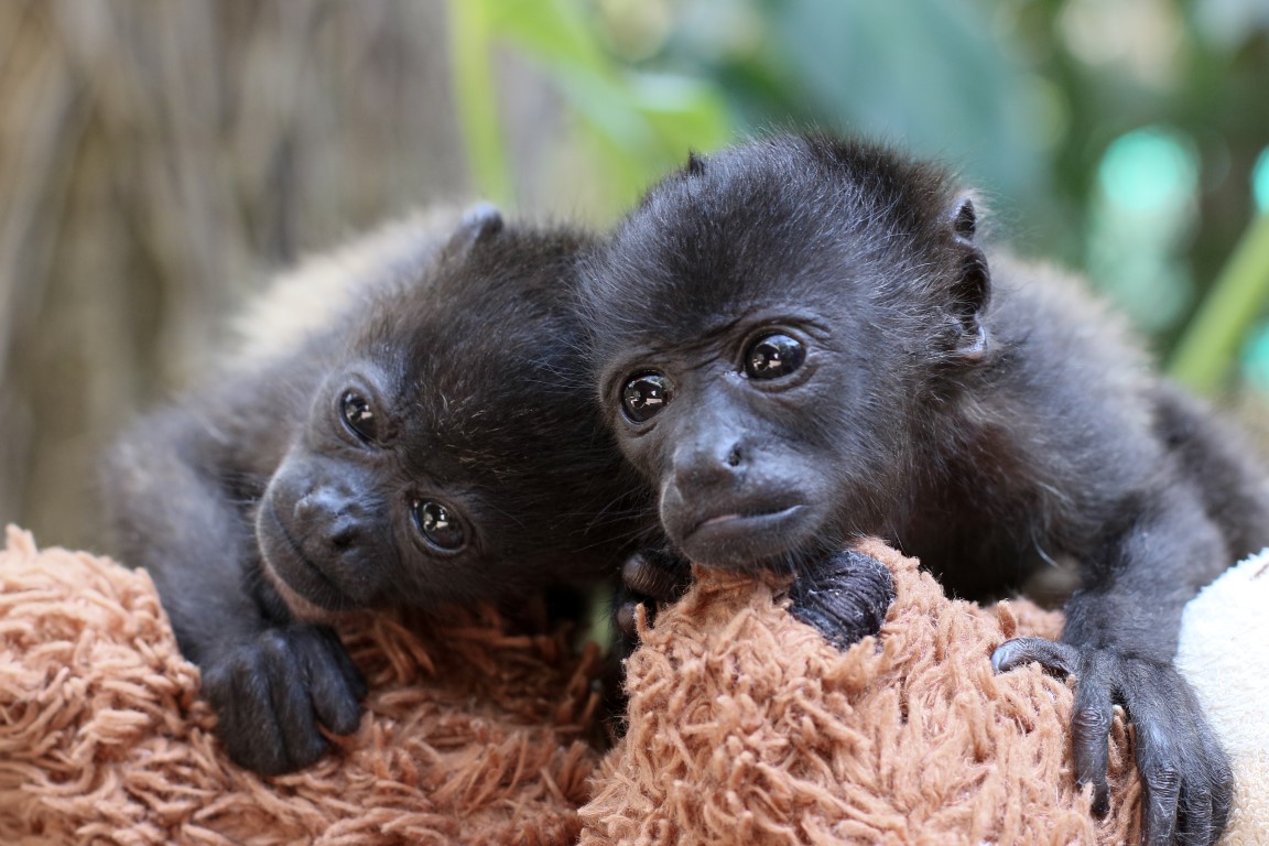 © Laura Wilkinson | Refuge for Wildlife
