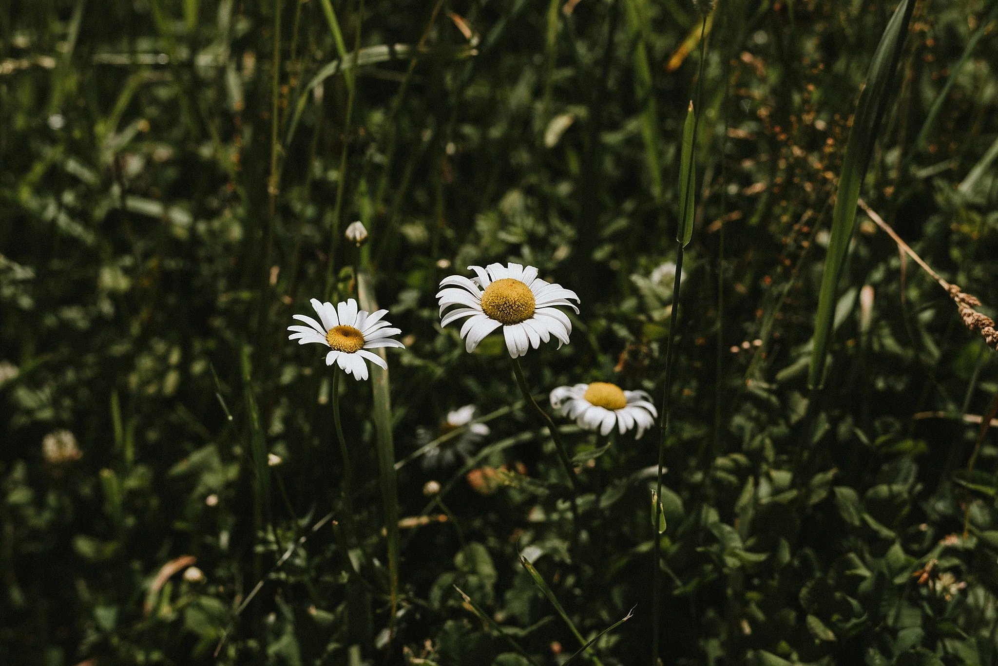catskills_boho_wedding_2592.jpg