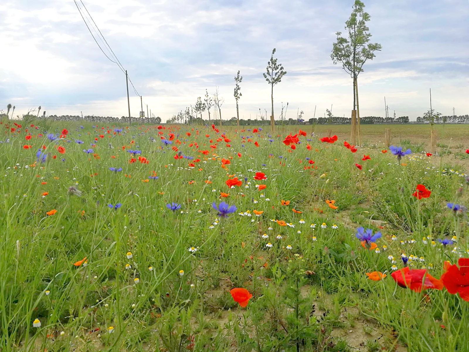 Progetto Genagricola.jpg
