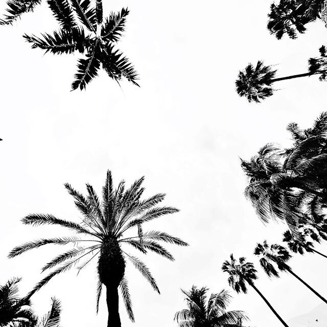 Reach for the stars #palmtrees #keywest #trees #sky #reach #trunks #beautifuldestinations #hollandamerica #nieuwstatendam #usa #travel #instagood #instapic #blackandwhite #blackandwhitephotography #instablackandwhite #noir