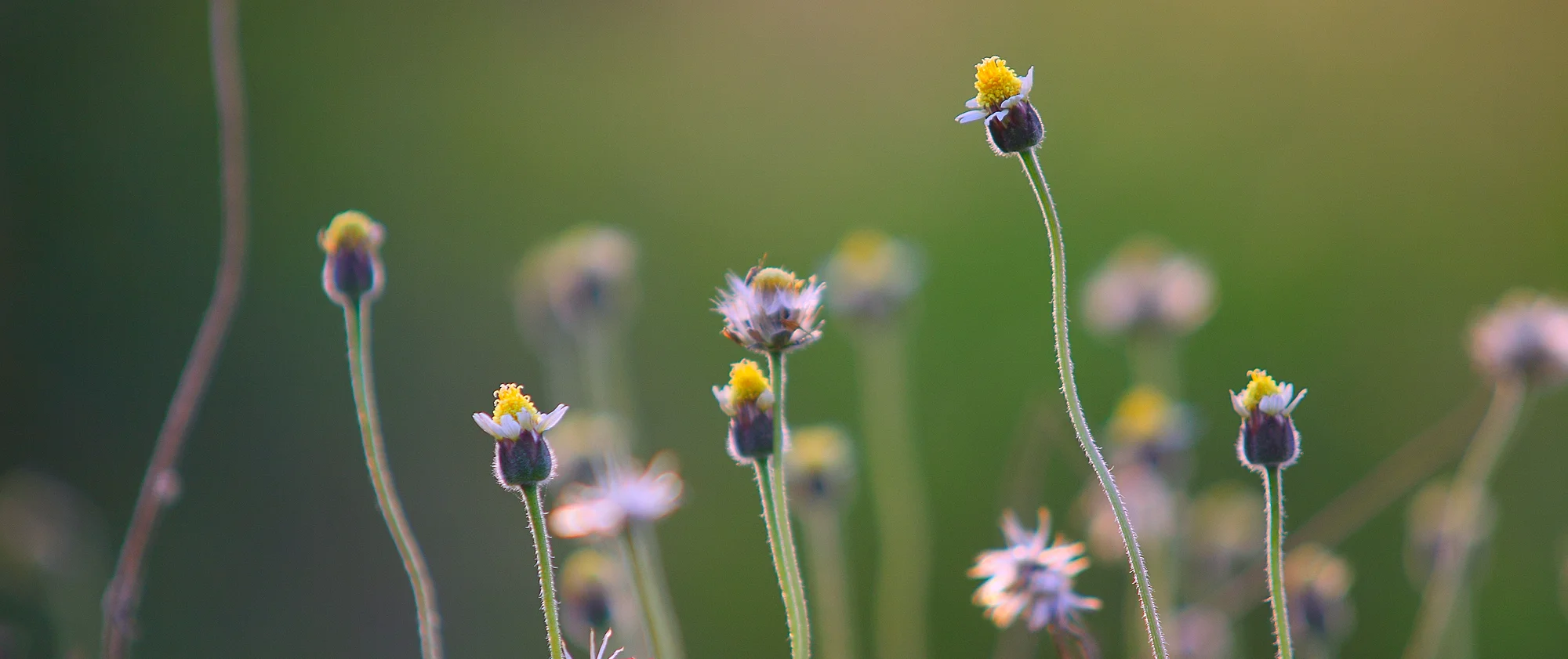 pexels-photo-139752 copy.jpeg