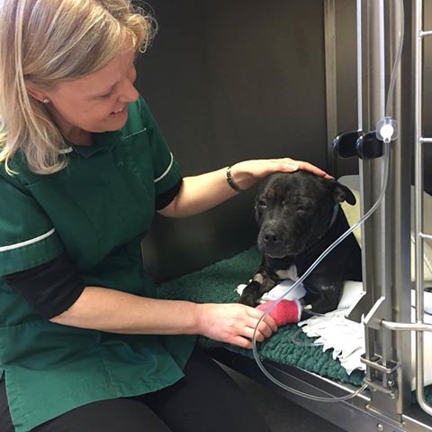 Sprout, from Moorview Dog Rescue, is just waking up from her anaesthetic this morning with Gill 😴 😴 Don't forget we have regular operating days at all our branch practices #bishoptonvets #vets #vetnurse #pets