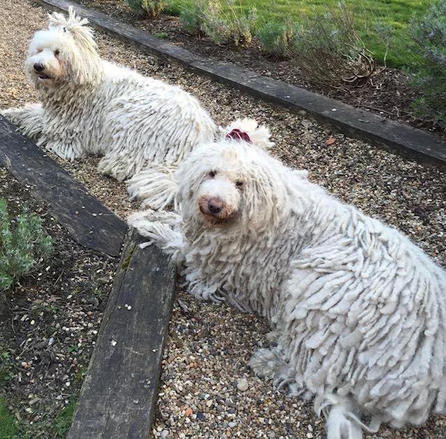 Thank you to Stilton and Daisy for sponsoring the Dog Walk 2018!