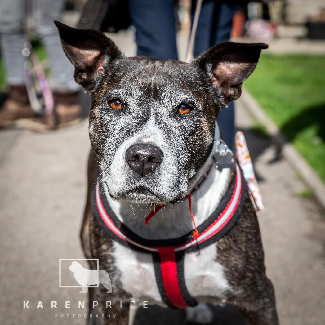 Moorview Dog Walk 2018-073.jpg