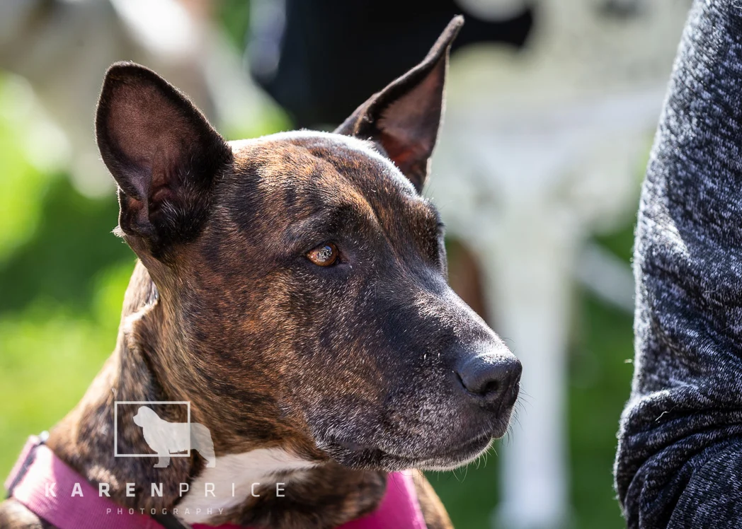 Moorview Dog Walk 2018-065.jpg