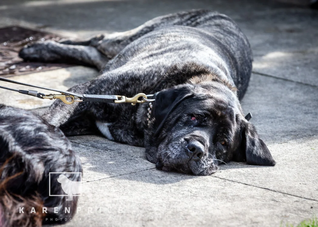 Moorview Dog Walk 2018-060.jpg