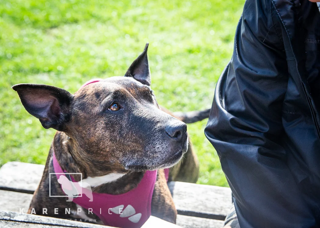 Moorview Dog Walk 2018-057.jpg