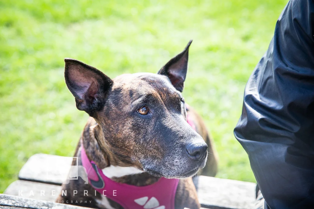 Moorview Dog Walk 2018-056.jpg