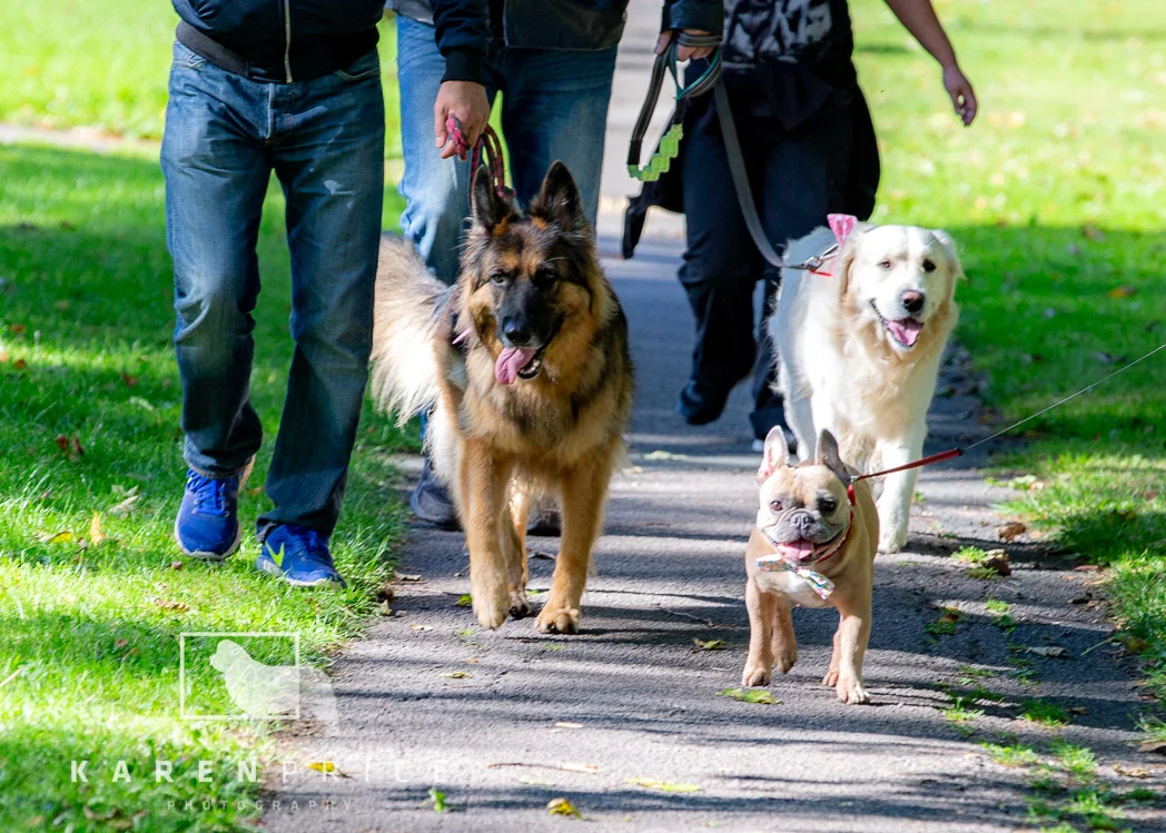 Moorview Dog Walk 2018-053.jpg