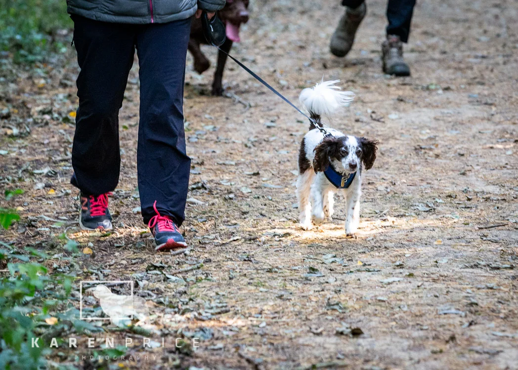 Moorview Dog Walk 2018-040.jpg