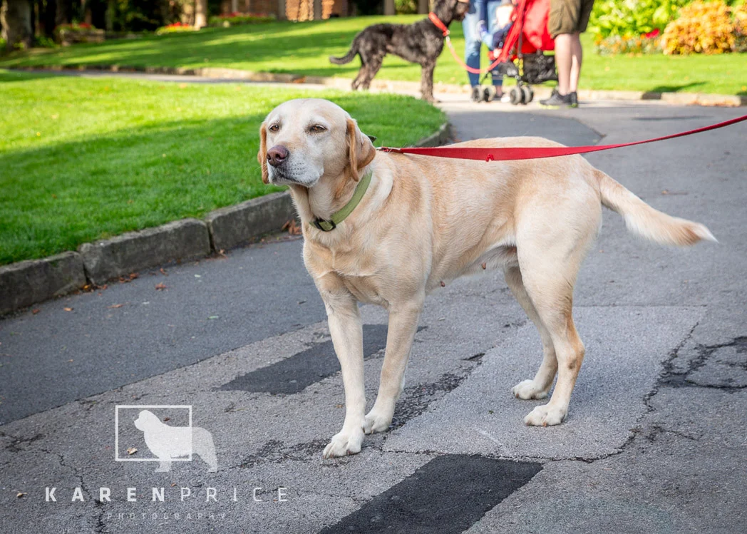Moorview Dog Walk 2018-035.jpg