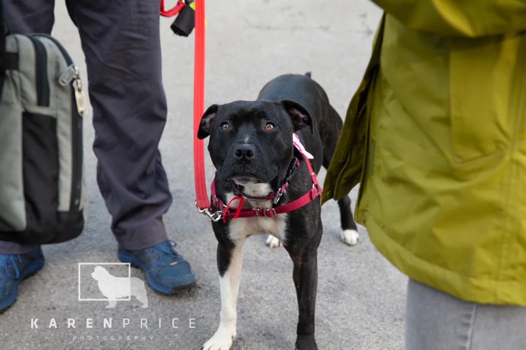 Moorview Dog Walk 2018-026.jpg