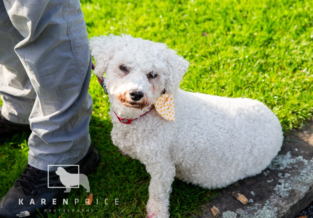 Moorview Dog Walk 2018-023.jpg