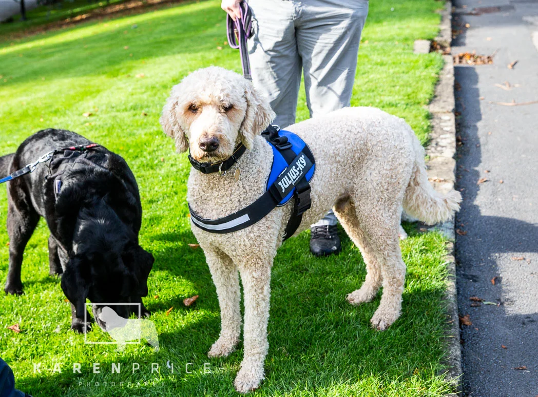 Moorview Dog Walk 2018-022.jpg