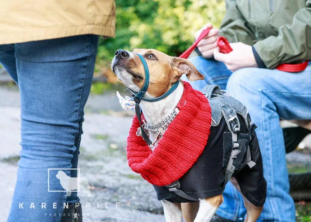 Moorview Dog Walk 2018-017.jpg