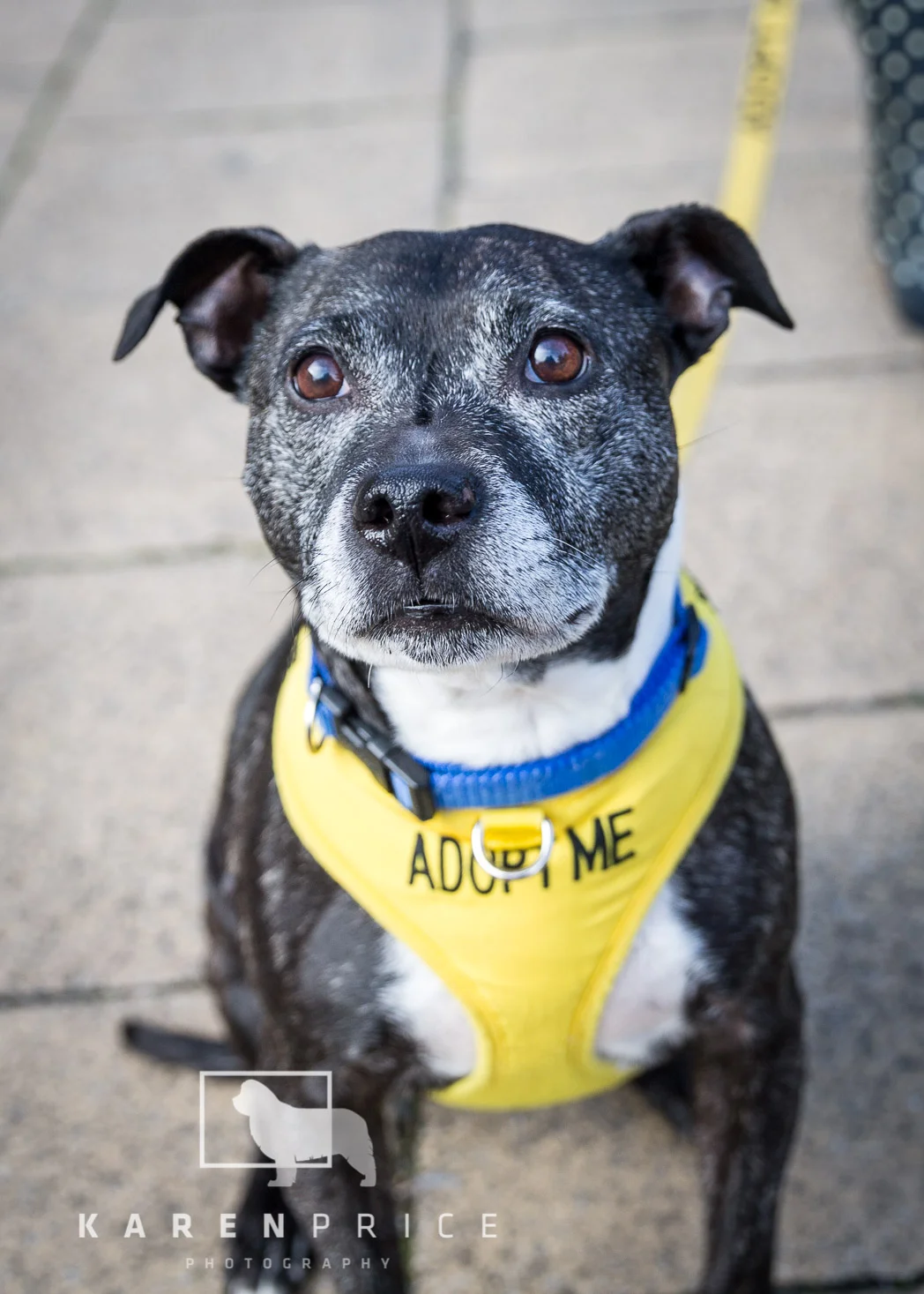 Moorview Dog Walk 2018-012.jpg
