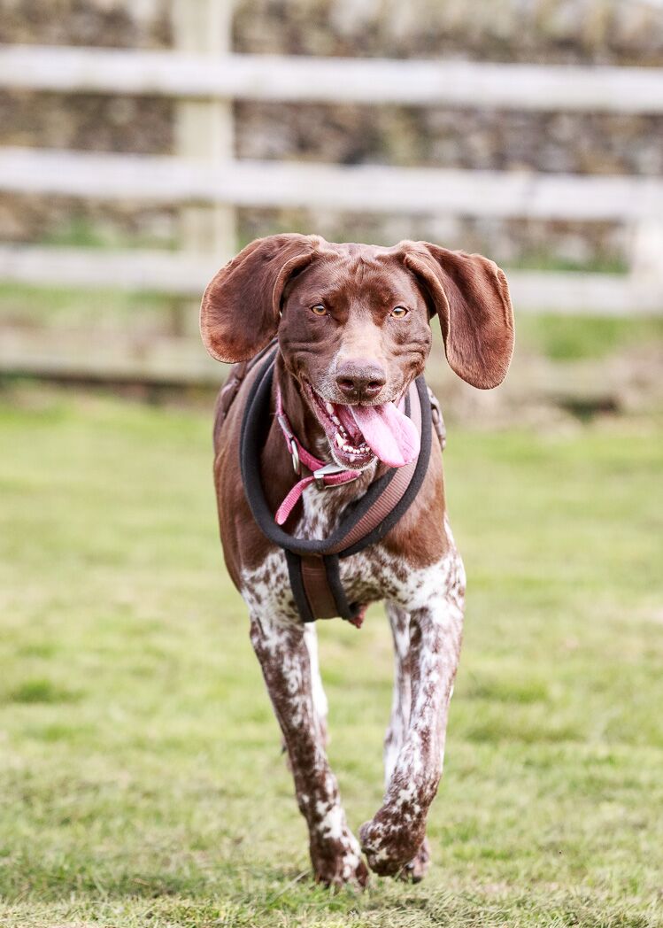 darcy6.jpeg